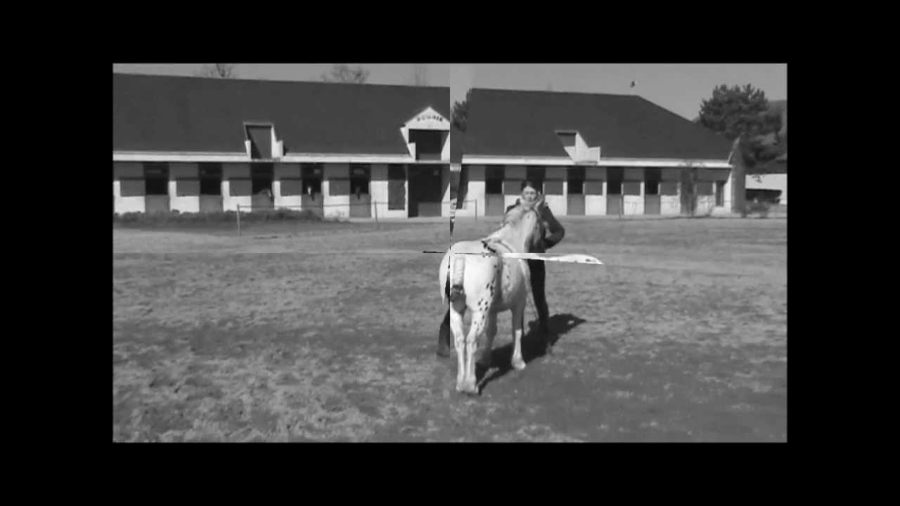 SPARTACUS poney haute école 28/02/2012