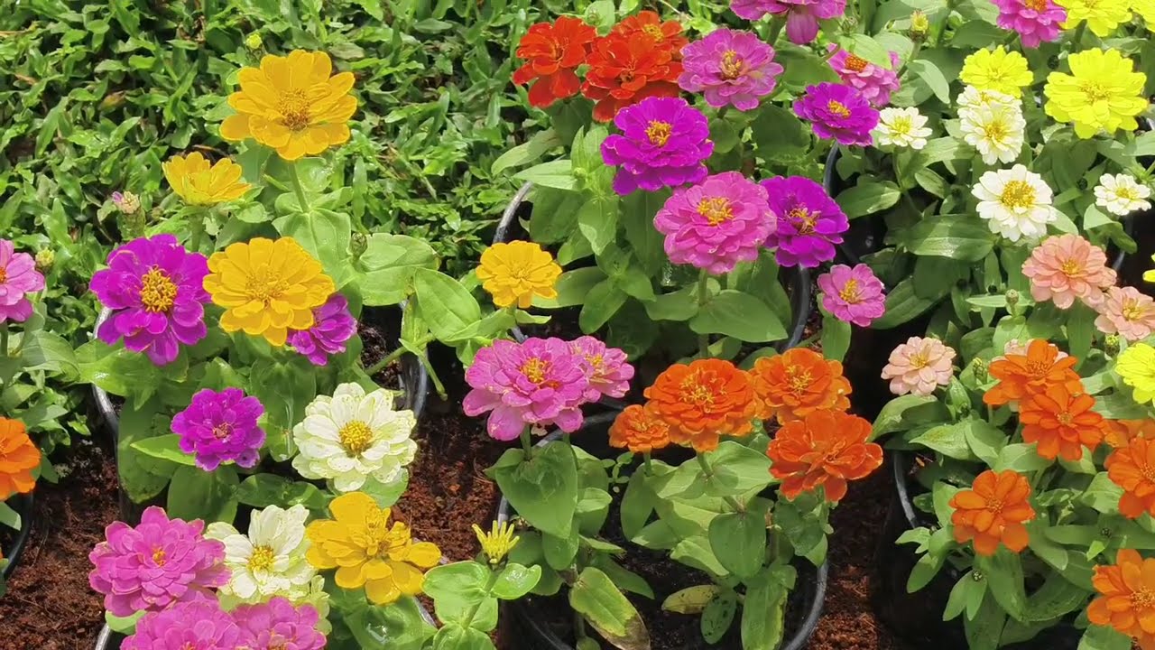 Cochin flower show 2026