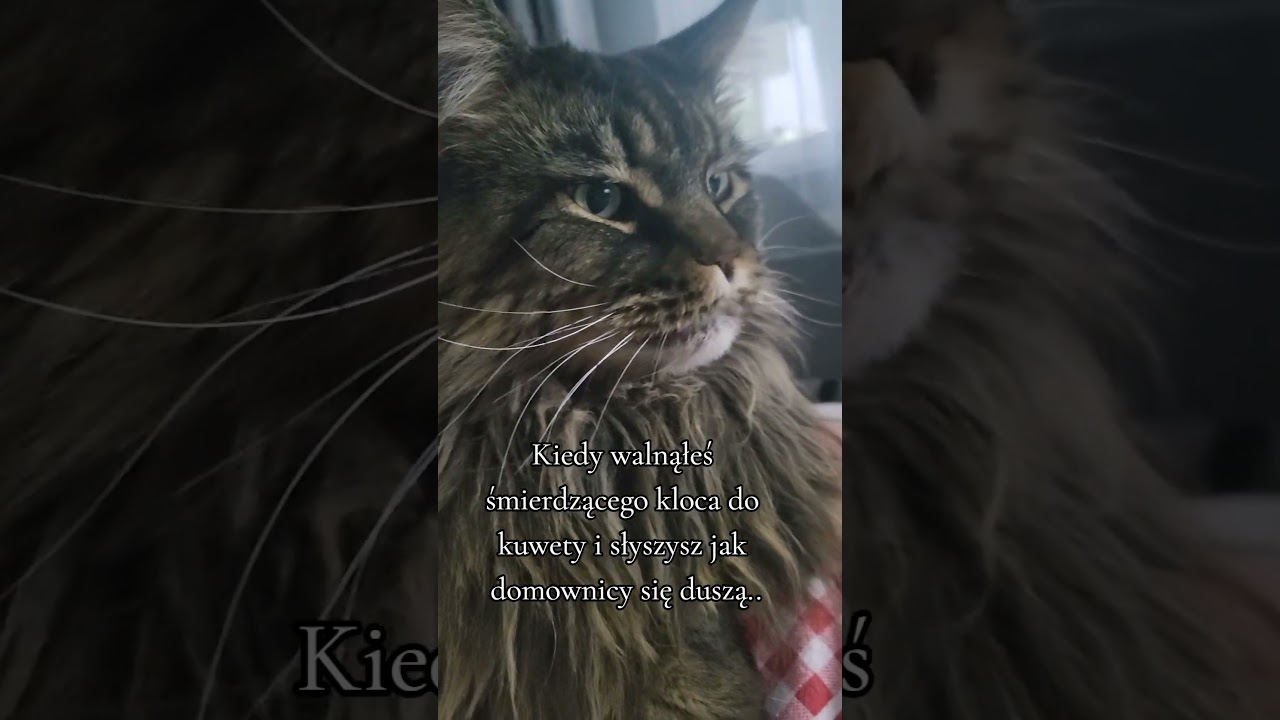 To ta nowa karma.. 🫣 Zwala z n&oacute;g..😱 Wracamy na barfa🤣 #koty #śmieszne #mainecoon #cats #kociosfera