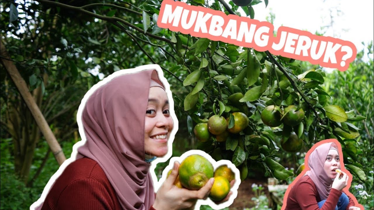 LESTI JADI JURAGAN JERUK “Panen Guys