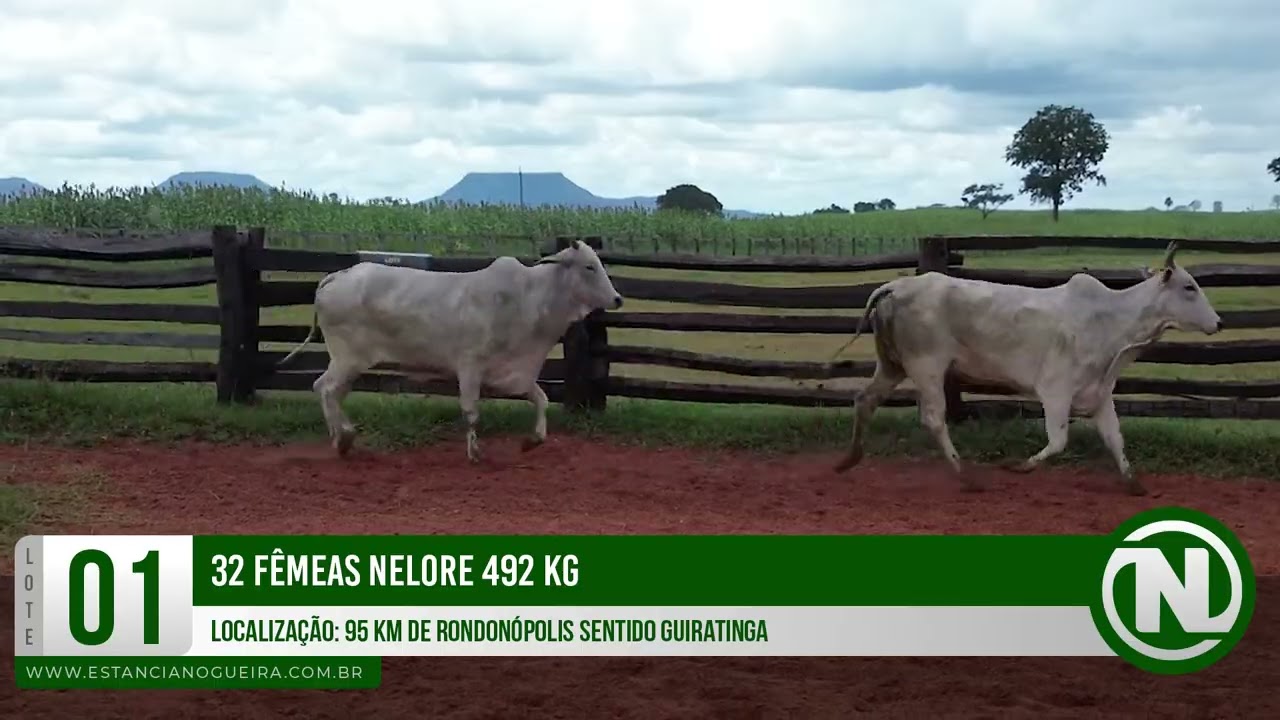 LOTE 01 - 32 FÊMEAS NELORE 492 KG