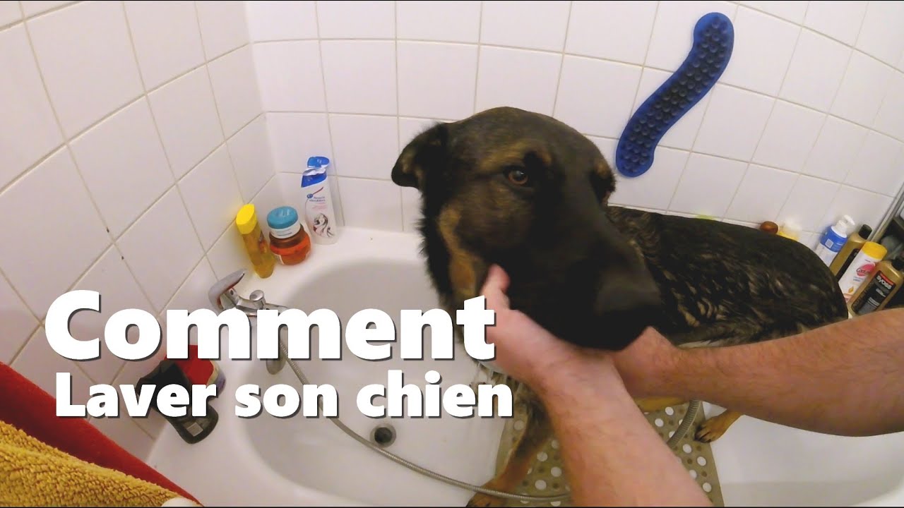Comment laver son chien ?
