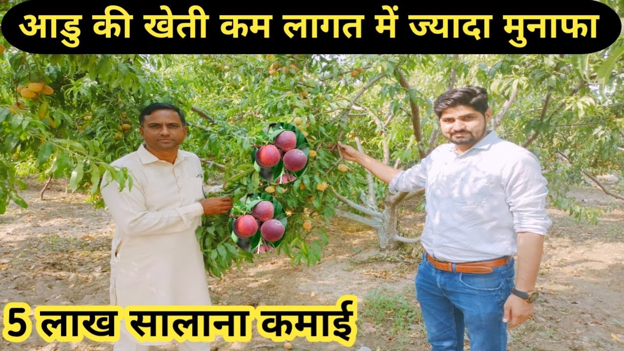 आड़ू की खेती बनी मोटी कमाई का जरिया🔝पहले साल से ही उत्पादन शुरू👍Peach farming | Aadu ki kheti