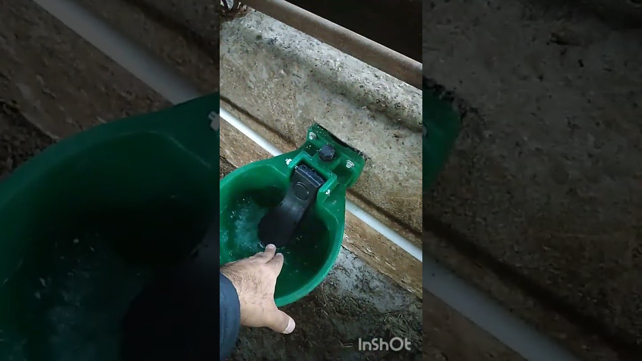 Büyük baş hayvan suluk tehsisatı