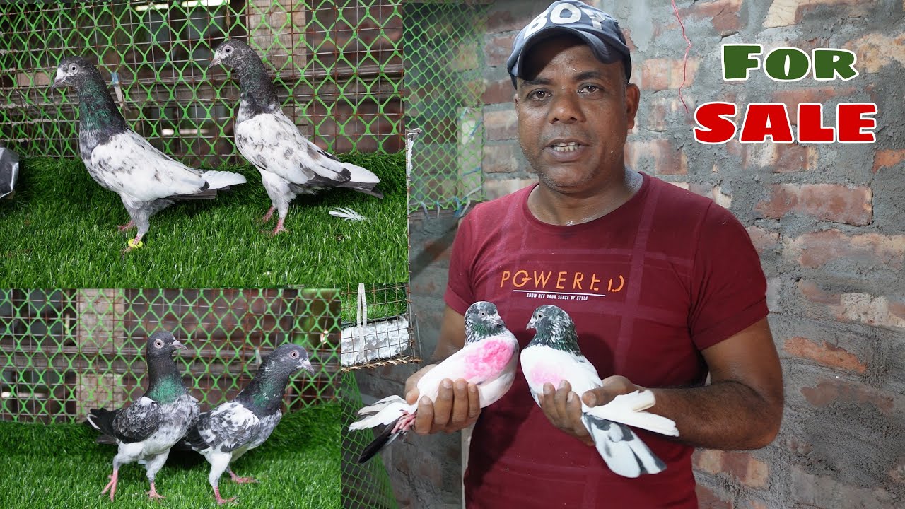 Teddy , Kamagar , Dabwale, Saharanpuri Pigeons for Sale - 7602342323