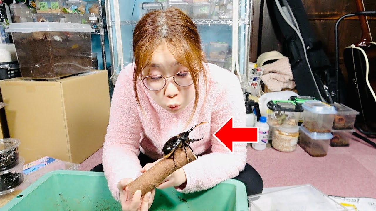 天然のヘラクレスリッキーを手に入れて産卵セットを組んだ結果が...