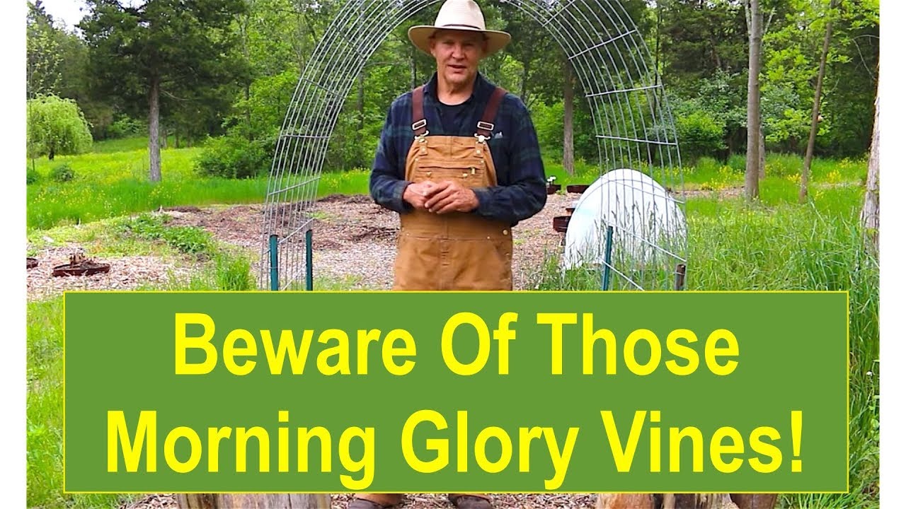 Beware of Those Morning Glory Vines!