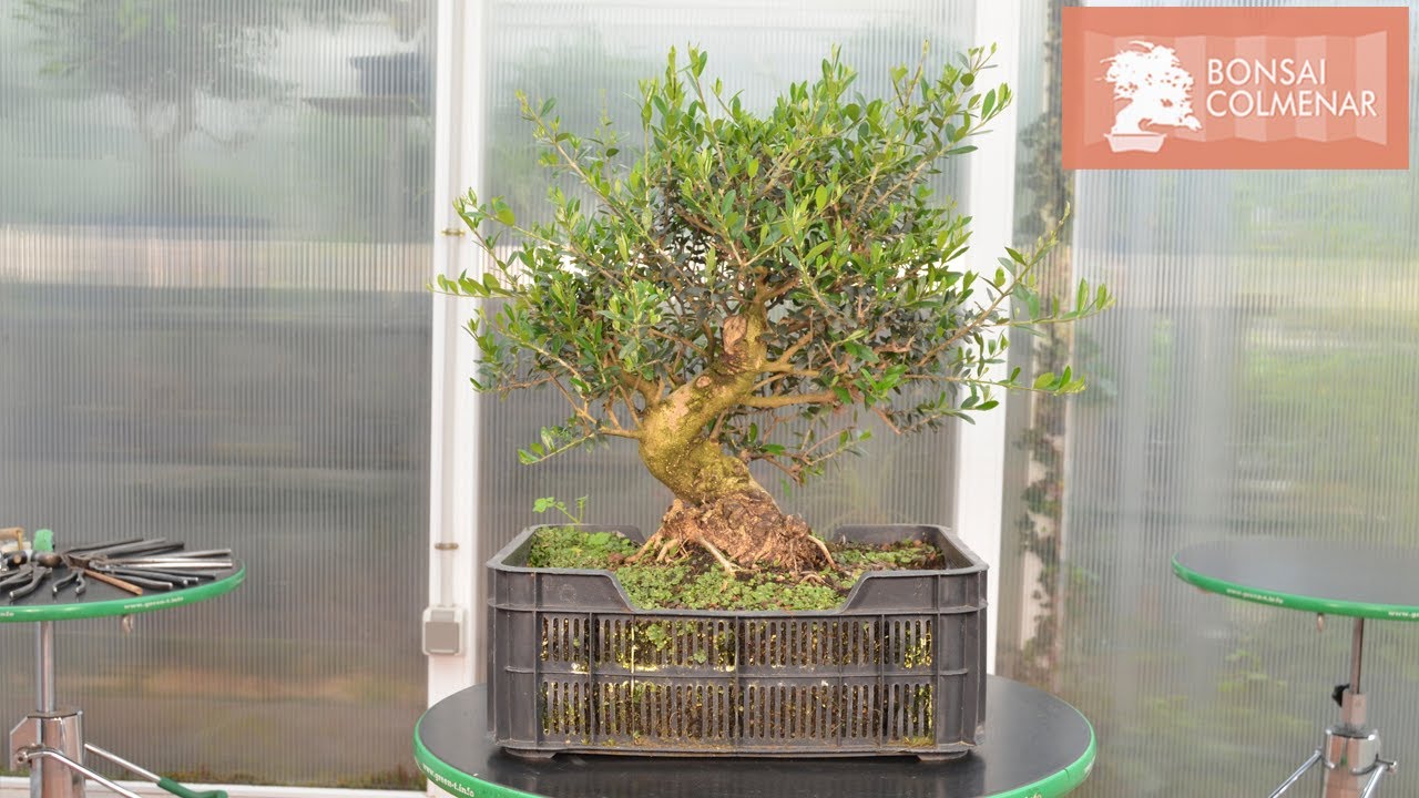Olivo - Primera maceta de bonsai - Bonsai Colmenar