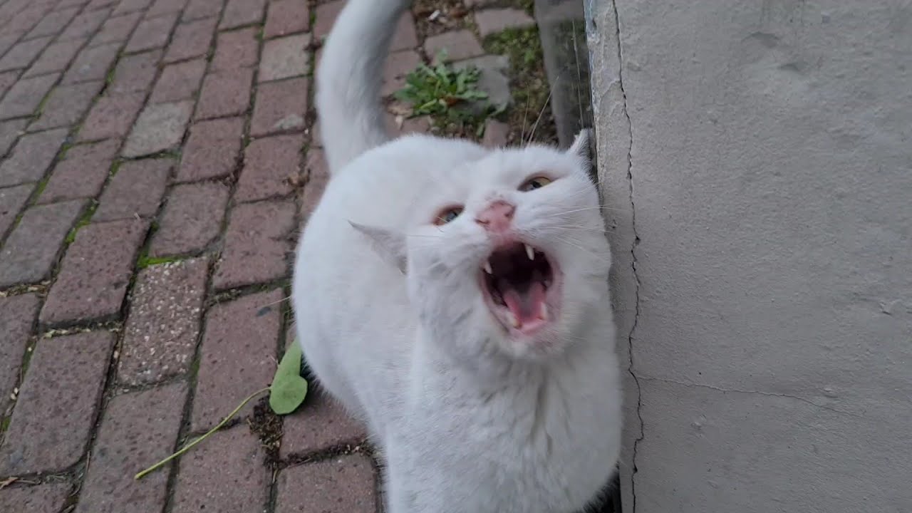 Angry White Cat is surprisingly calm today.