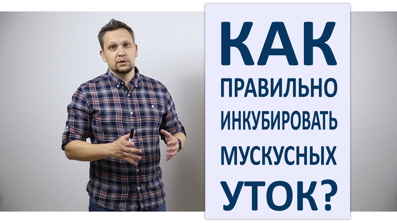 Инкубация мускусных уток / Режим инкубации индоуток в домашних условиях
