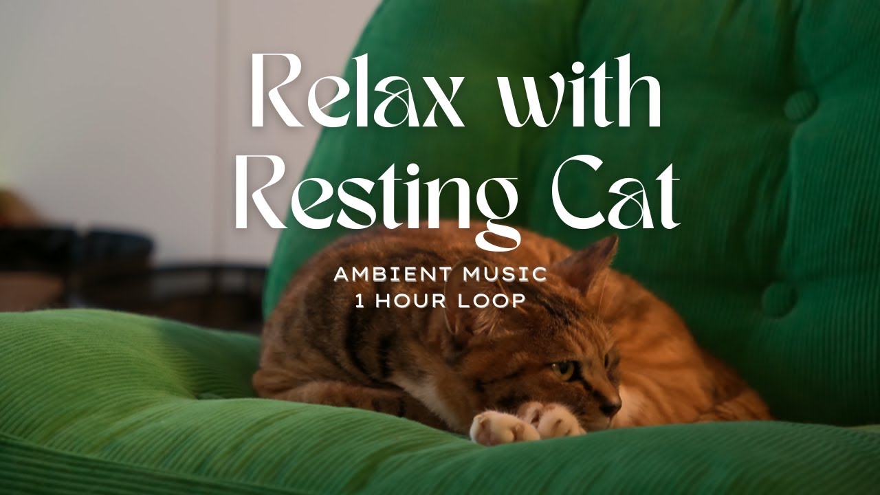 Peaceful Evening with Sleeping Cat | 1 Hour Loop | Ambient Music