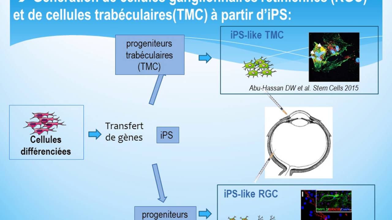 Cellules souches et thérapie du futur (Cellules souches et thérapie du futur   (Christophe Baudouin)