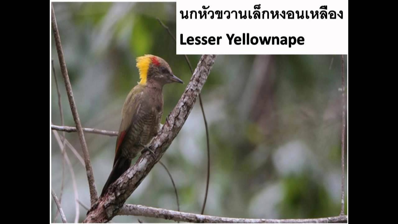 KACB396 Ornithology : Order piciformes