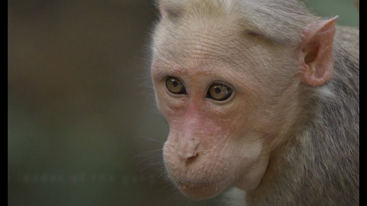 Wild Monkeys Being Playful and Mischievous | Funny and Cute Monkey Moments