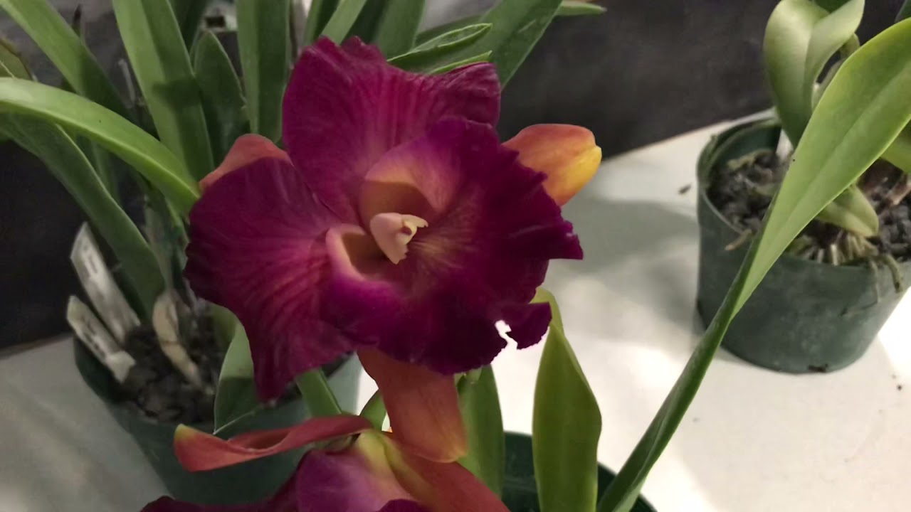 Volusia County Orchid Society ‘Orchid & Plant Sale’ - Deland, Florida