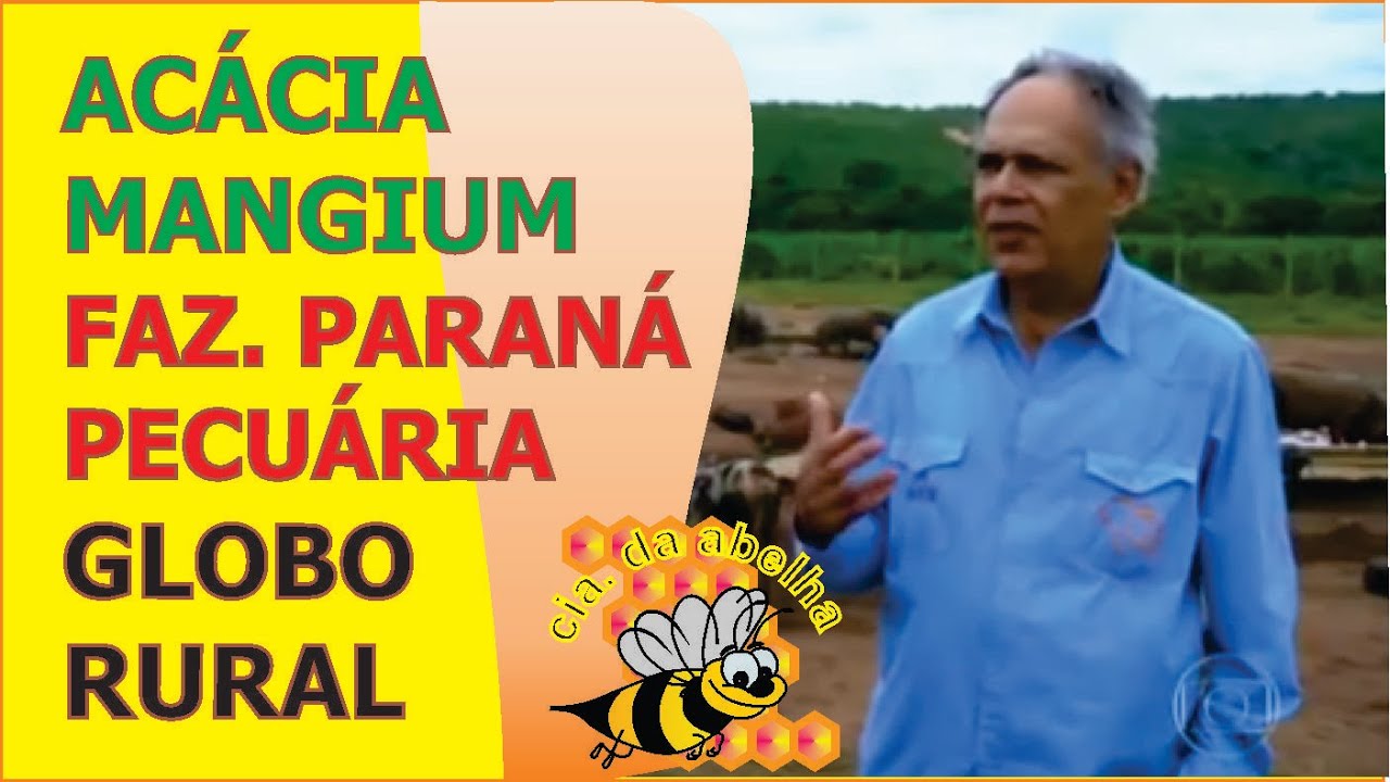 ABELHAS- ACÁCIA MANGIUM-PECUÁRIA. AGROFLORESTA DA FAZ. PARANÁ PECUÁRIA.SERRA DO RONCADOR GLOBO RURAL