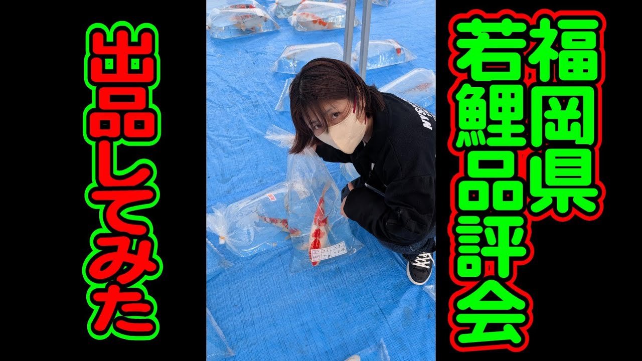 【汚池再生計画】『福岡県若鯉品評会』へ出品してきました‼#錦鯉 ＃立て鯉＃koipond#koi ＃錦鯉品評会＃泳ぐ宝石錦鯉