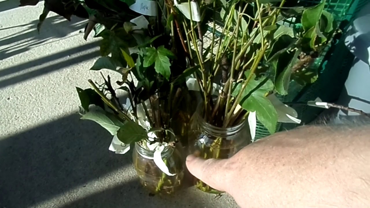 PROPOGATING FAVORITE TREES WITH WILLOW WATER