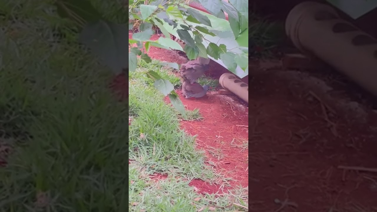 Inhambu choror&oacute; galando sua f&ecirc;mea