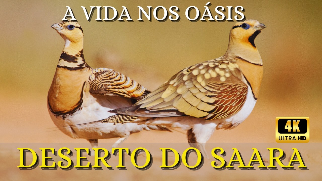 O&aacute;sis do Saara: Descubra Onde a Vida Floresce no Maior Deserto do Mundo
