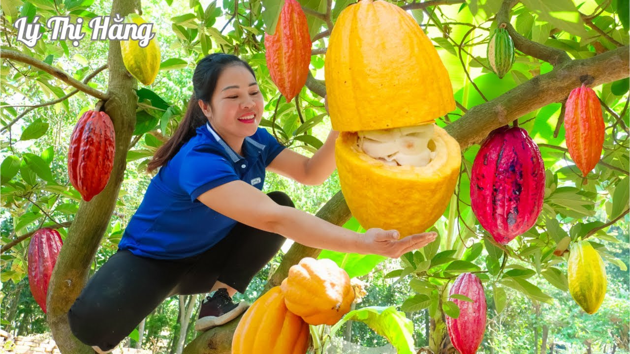 Harvesting Cocoa & Goes to the Market Sell || Harvesting & Cooking || Ly Thi Hang