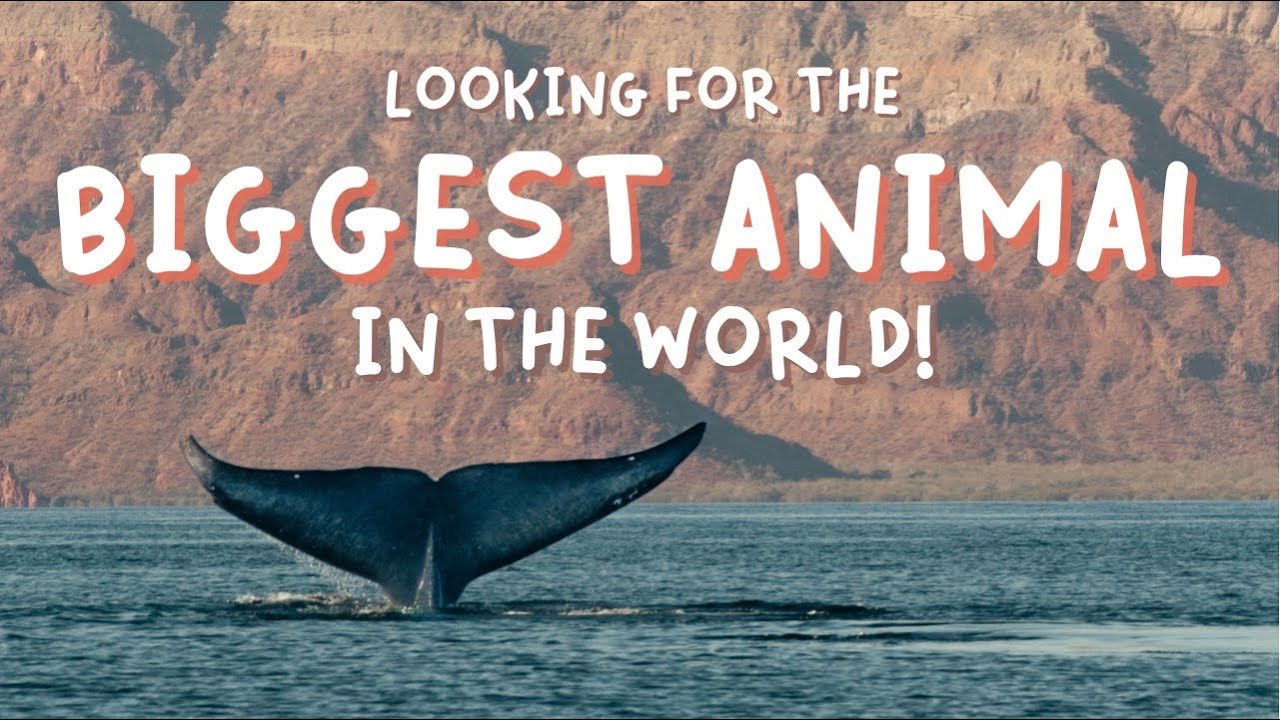 Blue Whales in Baja California Sur, Mexico: A once in a LIFETIME experience!