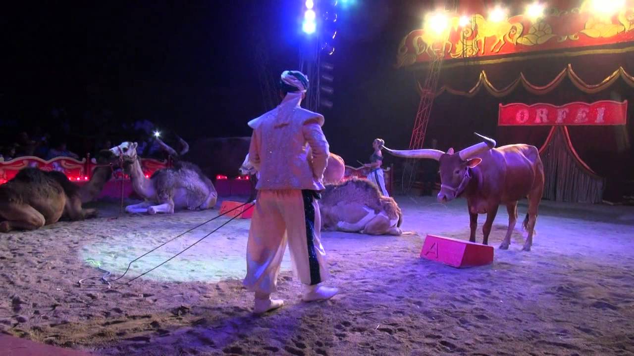 Circo Ronaldo Orfei 2015  anteprima show