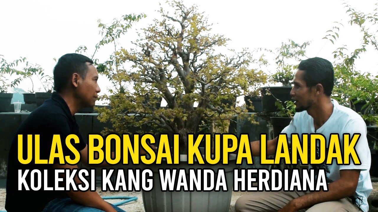 ULAS POHON BONSAI KUPA LANDAK KOLEKSI KANG WANDA