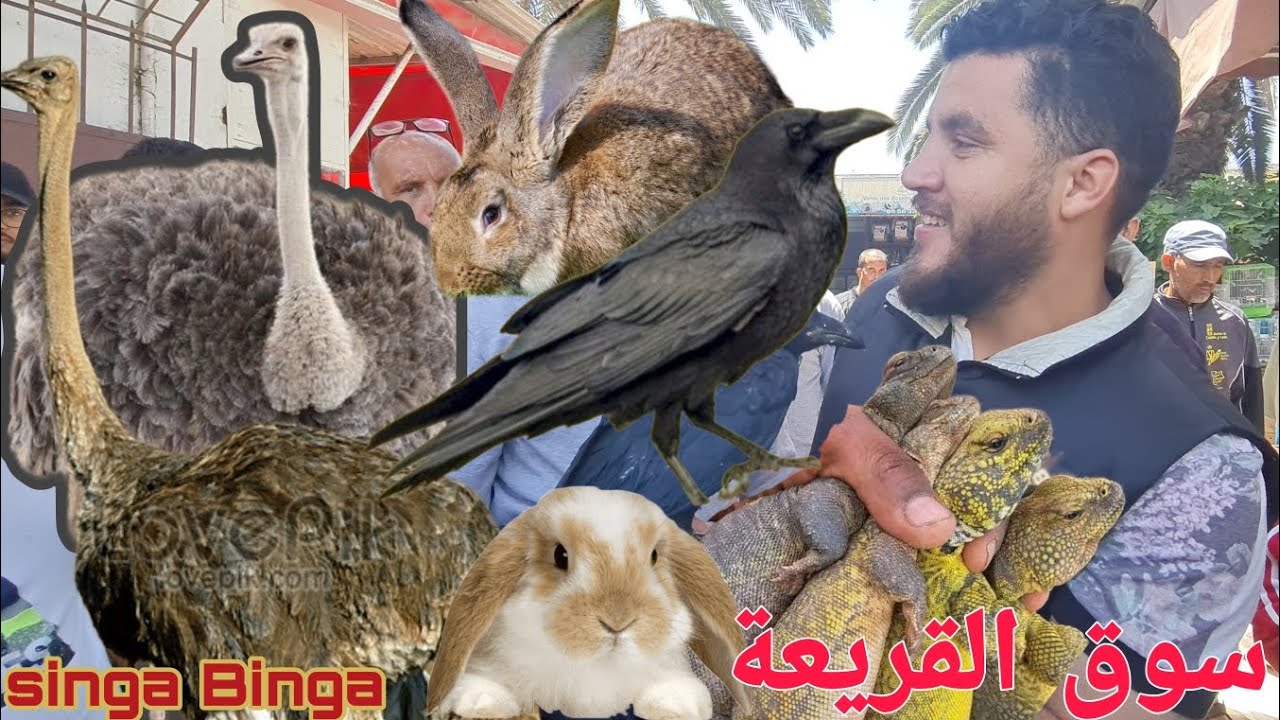 سوق القريعة بالدار البيضاء 🇲🇦🇲🇦 مباشرة مع باعة الدجاج الزينة أضخم نعامة الأفريقية وجميع انواع كتكوت