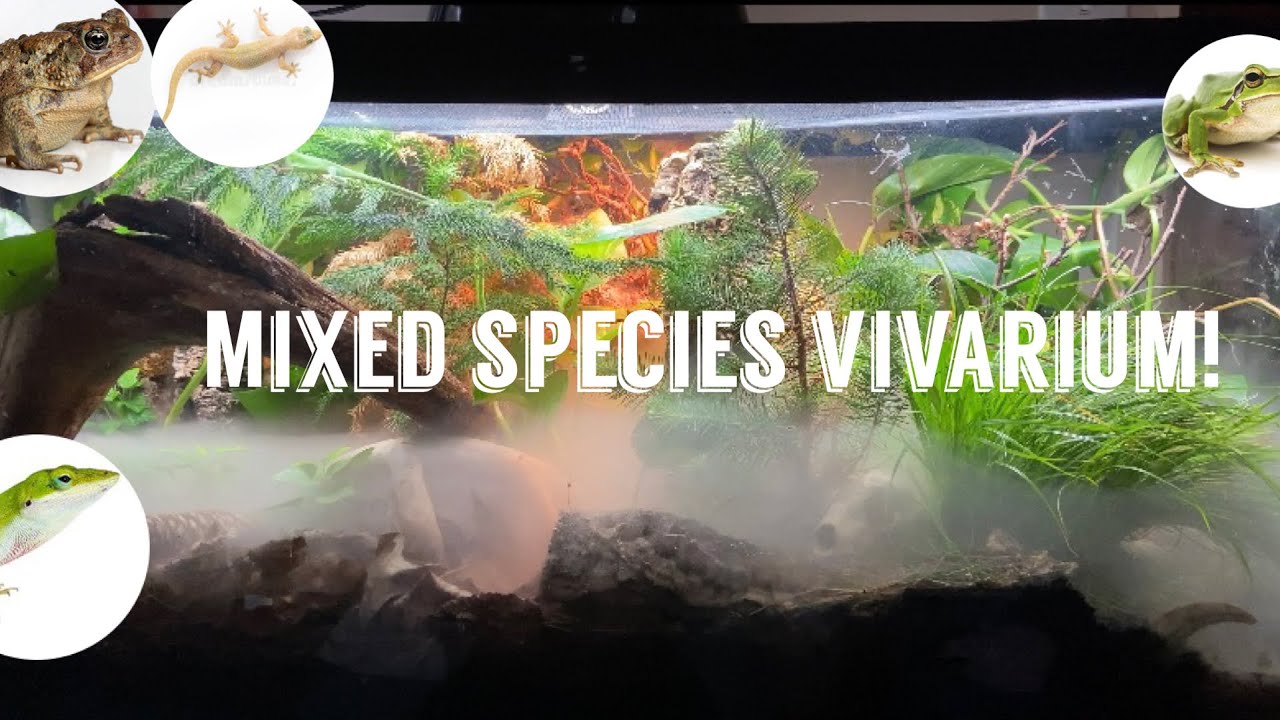 How to mix species in a vivarium! (Exhibit A)