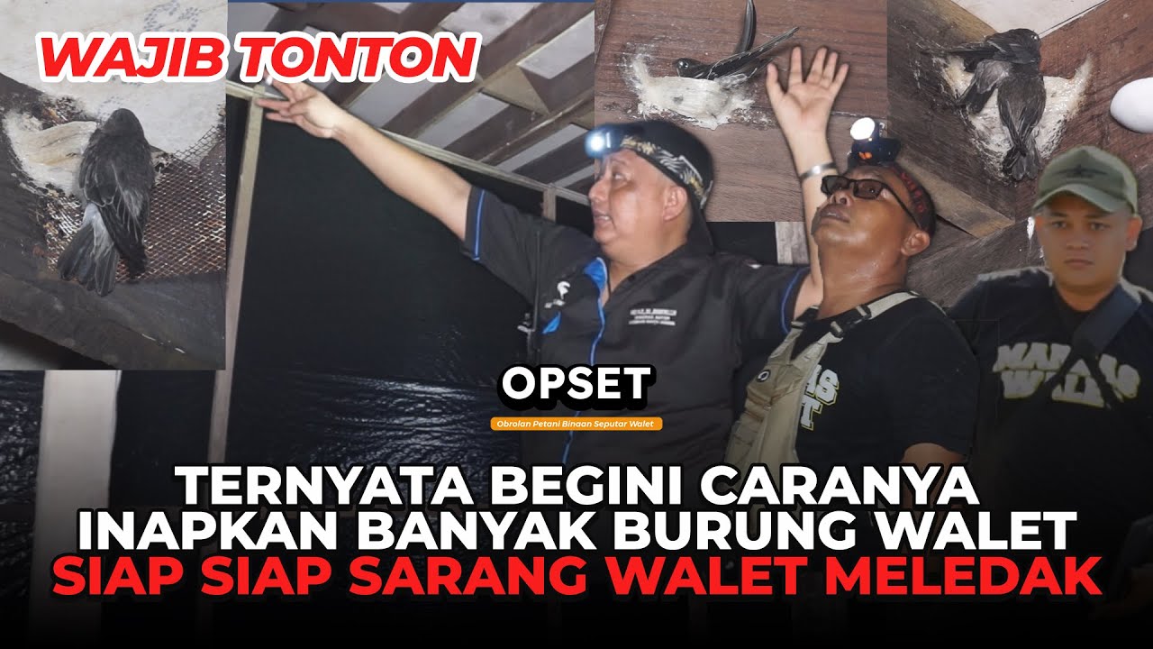 ⛔ NGERI!!! KONSULTAN WALET RAHASIAKAN TRIK UNTUK INAPKAN BURUNG WALET | PODCAST WALET PAK ALMUNA PT2