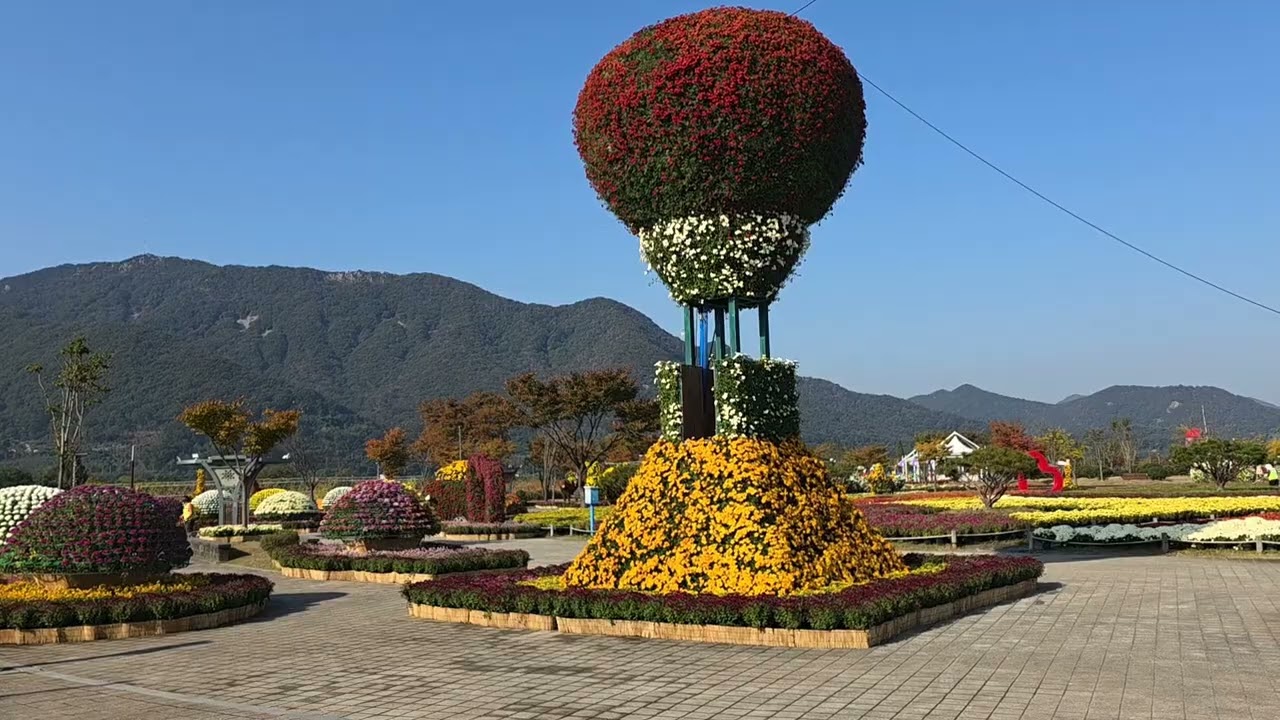 경남 양산 물금 황산공원 국화축제 구경 오세요 지금이 절경 입니다 