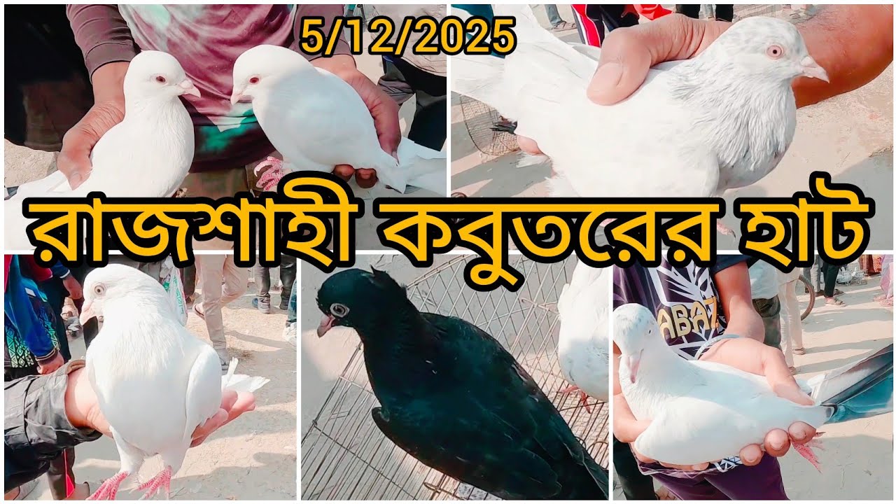 গিরিবাজ কবুতরের আপডেট দাম জানুন কাটাখালি হাট থেকে | Mastet Agro BD | Pigeon Market | Giribaj Pigeon 