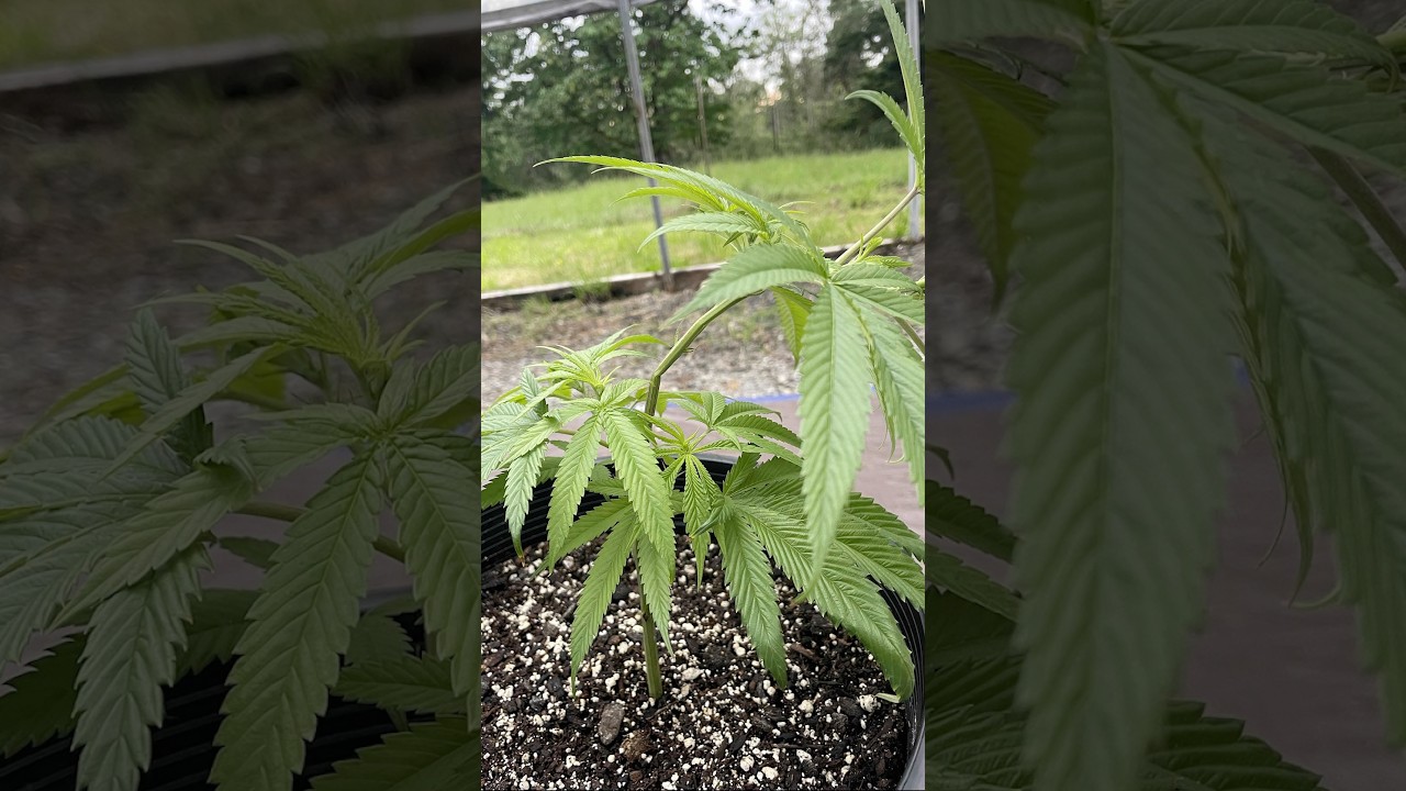 Super Cropped Technique on The White Chocolate Chip. Stay tuned! #gardening #fyp #fyi