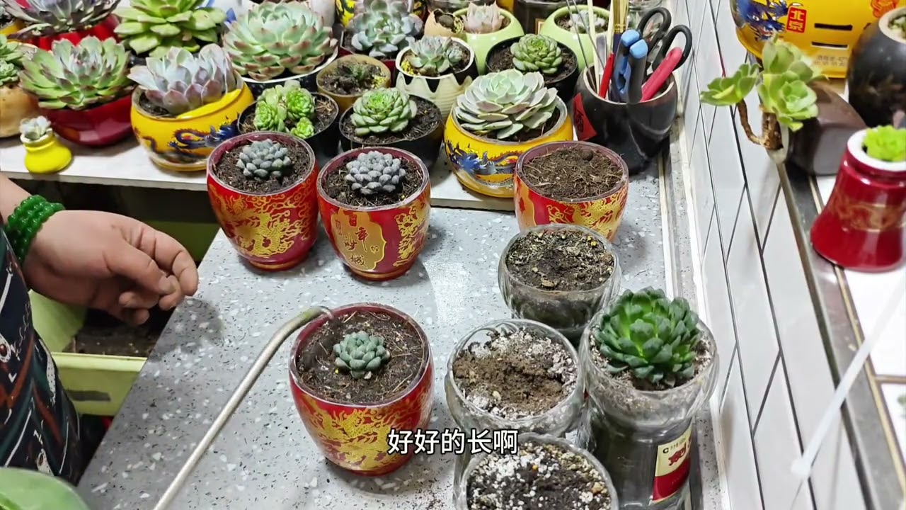 给4棵玉露换换盆#多肉花盆 #多肉植物 Change pots for 4 jade dew plants # succulent pots # succulent plants