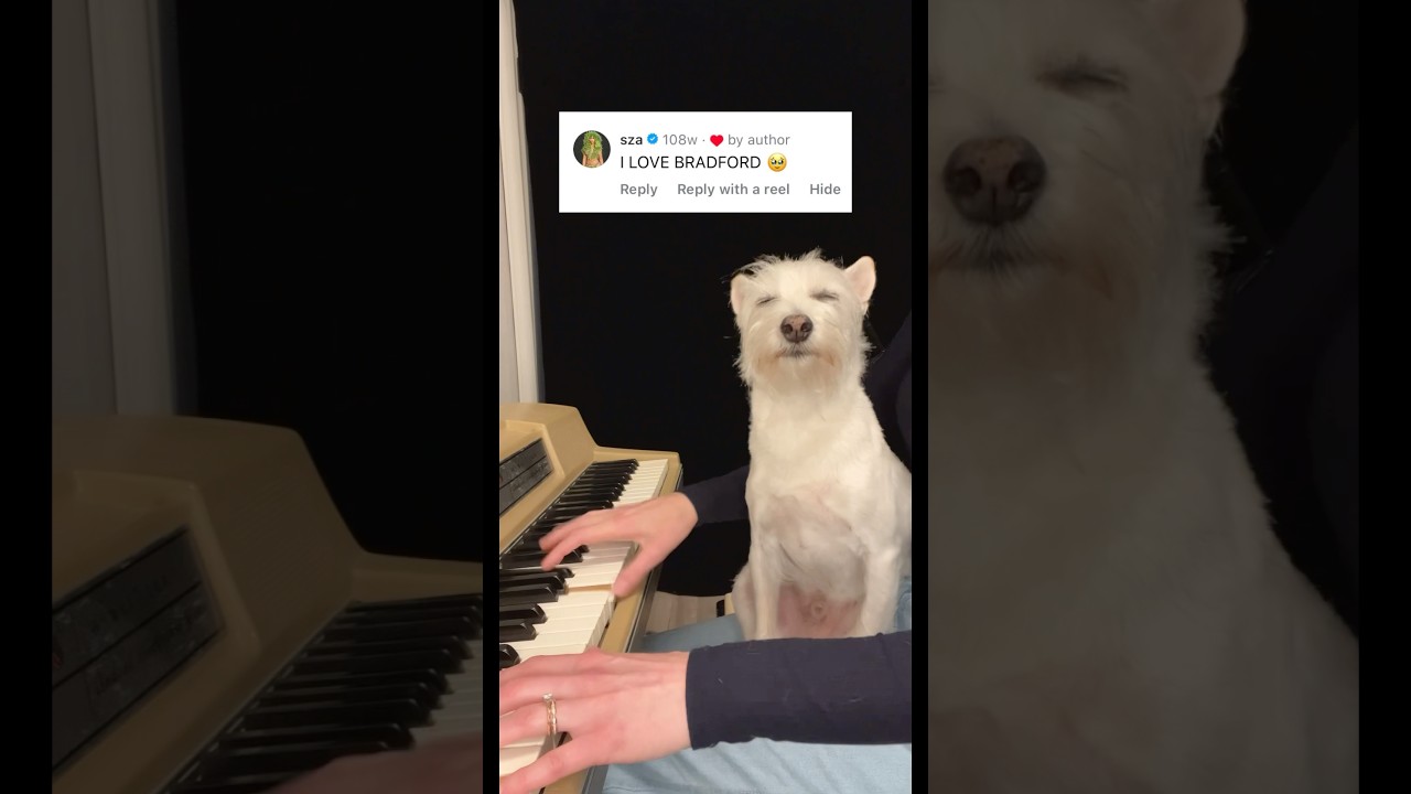 Bradford&rsquo;s fav moments 🐾🎹 #dogsofyoutube #piano #montage