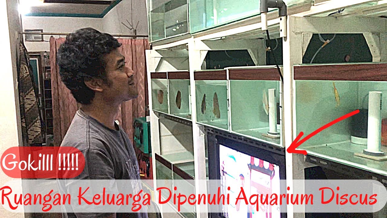 GREBEK FARM CHANNEL TERAS DISCUS || DAN BERBINCANG CARA PENANGANAN IKAN DISCUS