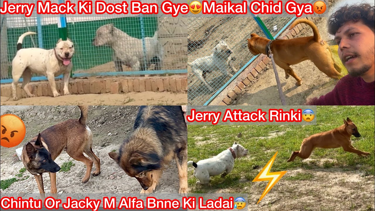 Jerry Mack Ki Dost Ban Gye😍Maikal Chid Gya😡|| Chintu Or Jacky Mai Leader Bnne Ki Ladai😨Kon H Alfa ?