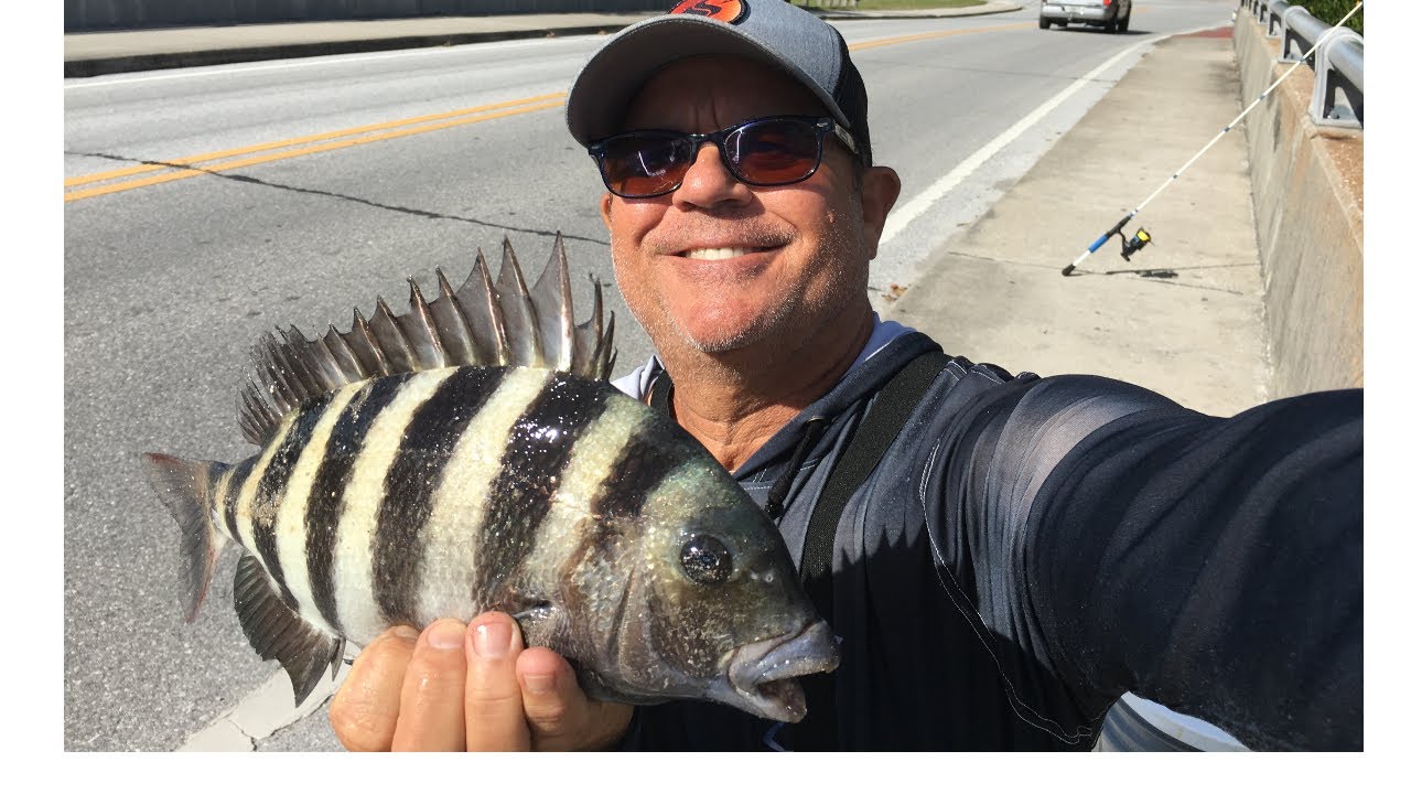 Catching Bridge Giants Is Easy With This Bait | Florida Sheepshead Fishing