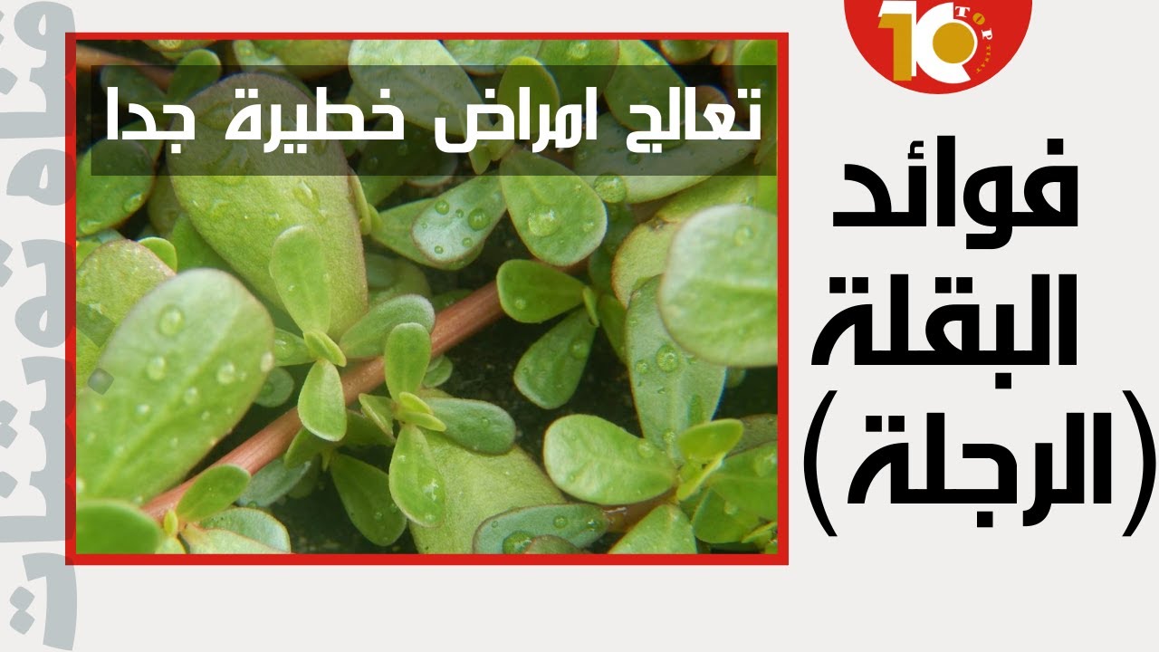 اكتشف فوائد نبات الرجلة ( البقلة ) المذهلة | نبتة الرجلة تعالج العديد من الامراض الخطيرة 