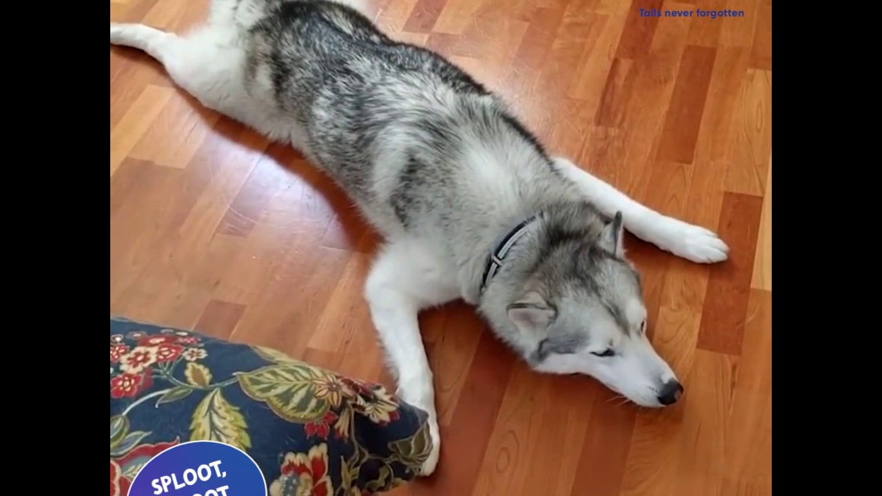 What is Sploot? Watch Dogs and Cats relaxing in a funny stretching pose.