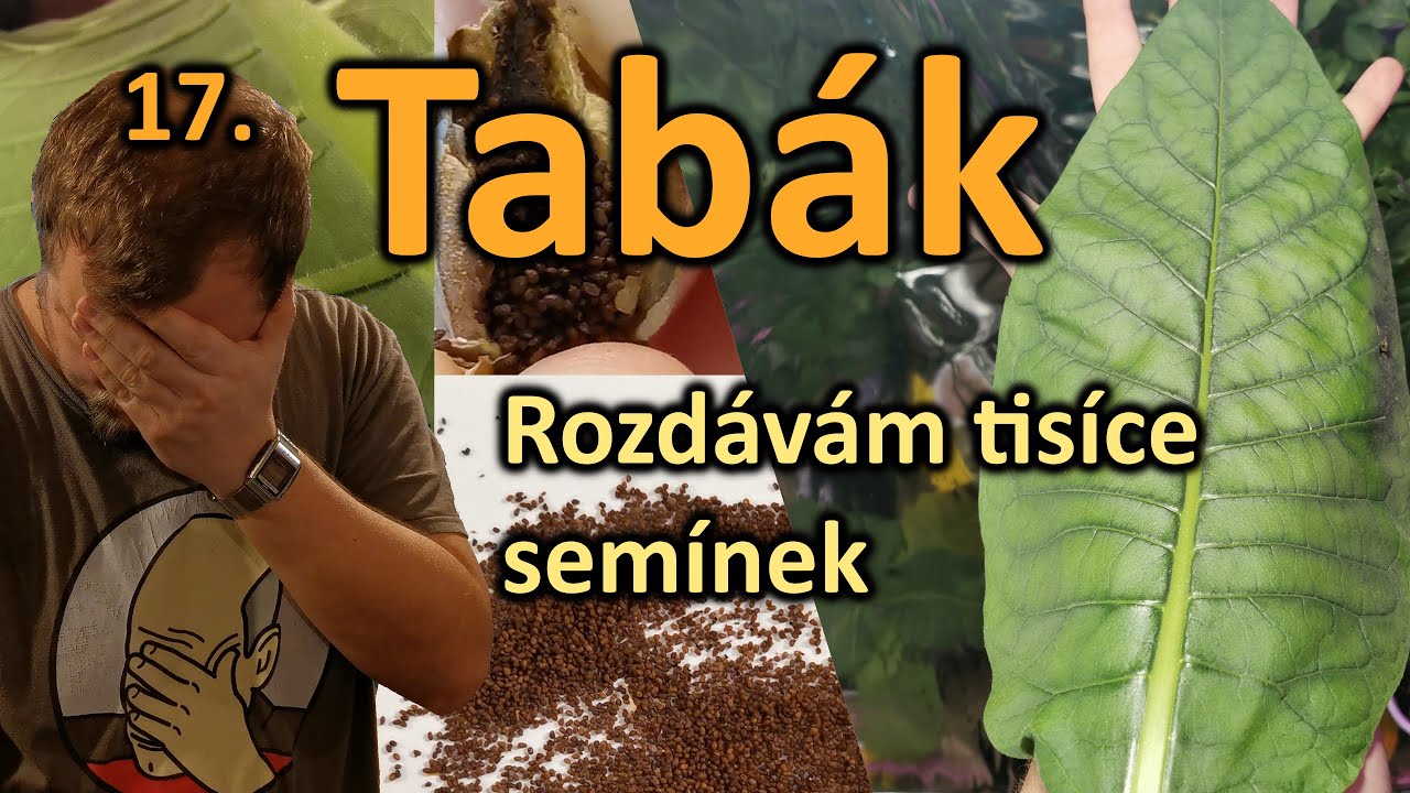 17. Hydroponické pěstování a sklizeň tabáku