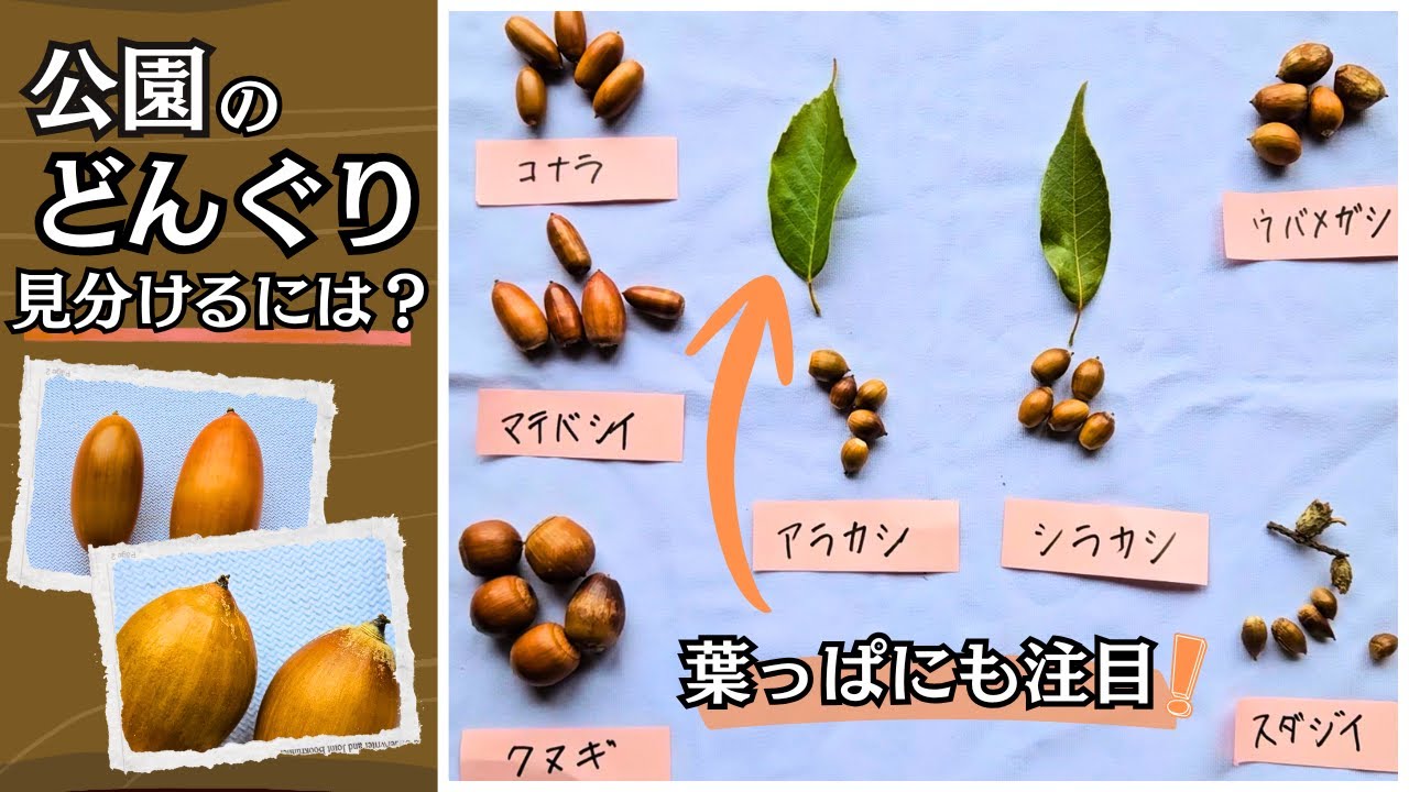 【植物観察】公園で拾ってきたドングリの見分け方 コナラ、マテバシイ、シラカシ等