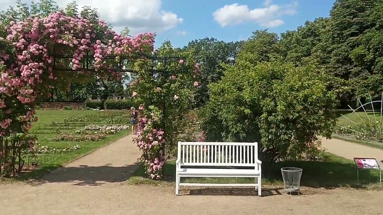 Rosengarten летом 2024 в городе Forst (Lausitz)-Deutschland. Часть 2
