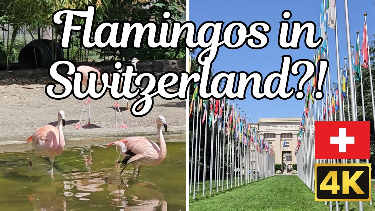 Flamingos & Tropical Gardens Behind the UN Headquarters – Geneva, Swtizerland in a Heatwave!