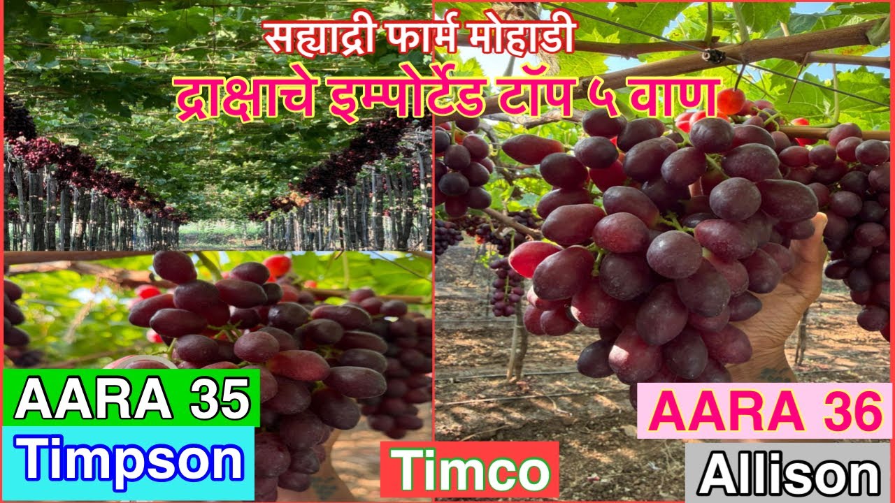सह्याद्री फार्म।द्राक्षाच्या इम्पोर्टेड टॉप फाइव व्हरायटीज।पेटेंटेड वाण