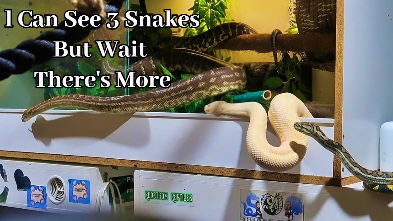 The Beauty In Snakes/Meet Jazz😃