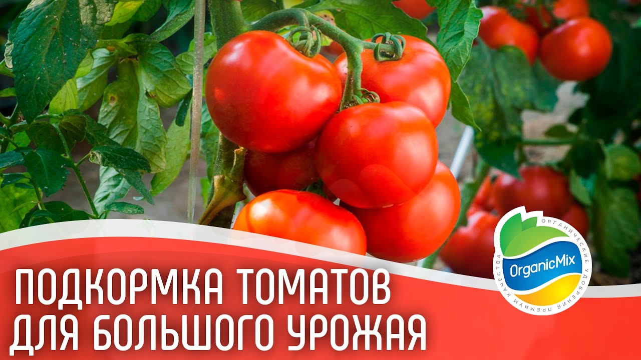 Удобряем томаты и получаем большой урожай || Органические удобрения ОрганикМикс для томатов