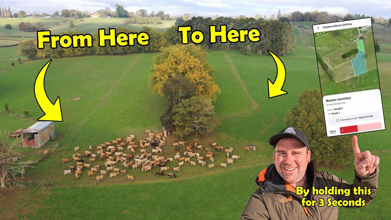 Shifting My Dairy Cows With My iPhone! & New App Features
