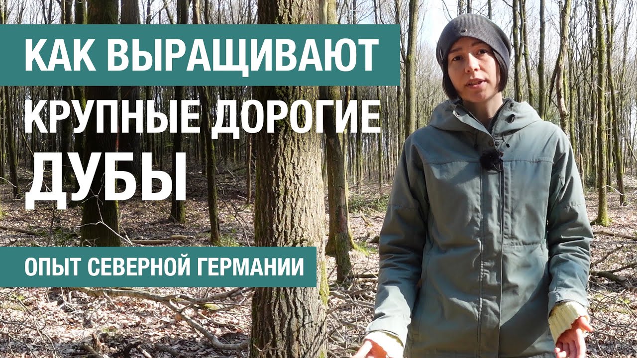 Как лесоводы Северной Германии работают с дубравами и деревьями будущего